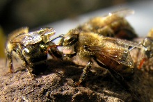 Bees Licking Honey Off Each Other